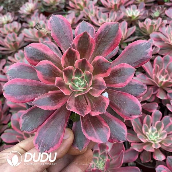 Aeonium Washing Silk - Image 1