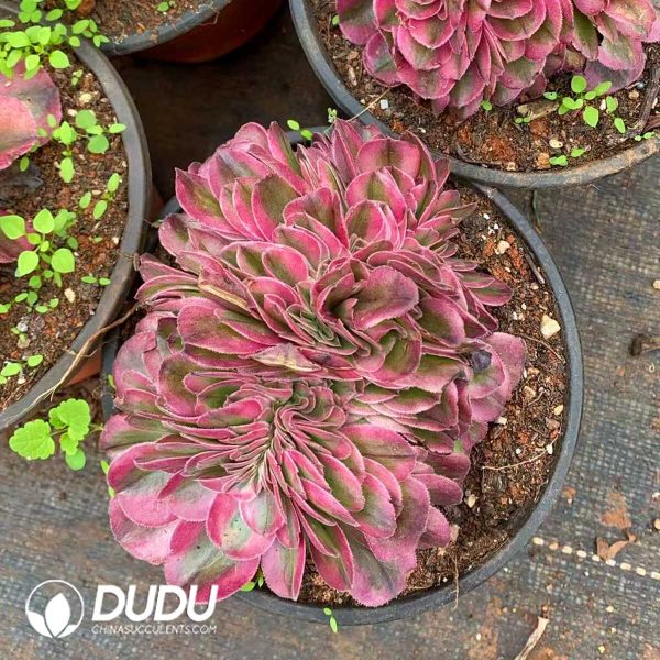 Aeonium Lychee Cristata - Image 1