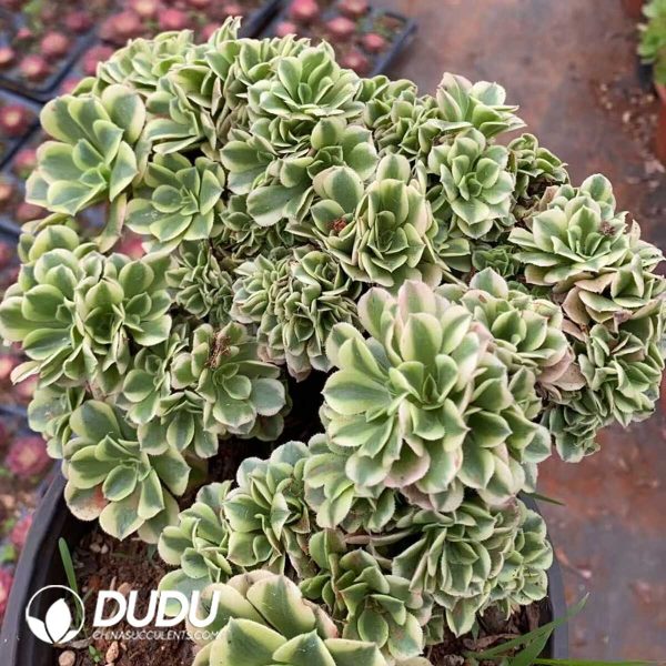 Aeonium Mung Bean Paste Cristata - Image 1