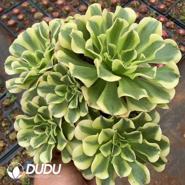 Aeonium Green Bean Paste Clustering - Image 1