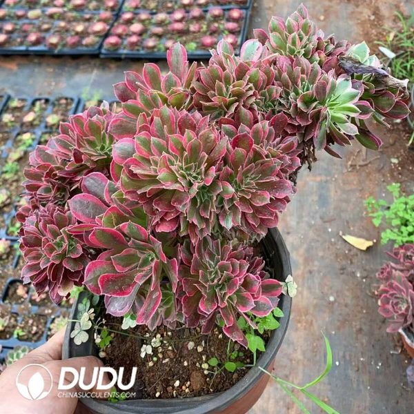 Aeonium Goddess Cristata - Image 1