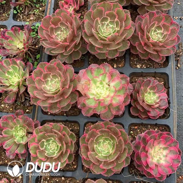 Aeonium Lotus Seat - Image 1