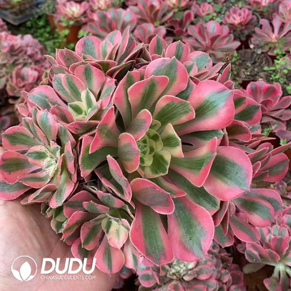 Aeonium Banshee Clustering - Image 1