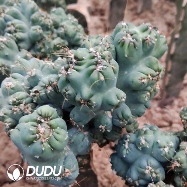 (Grafted)Mammillaria Purple-Gold Arhat - Image 1