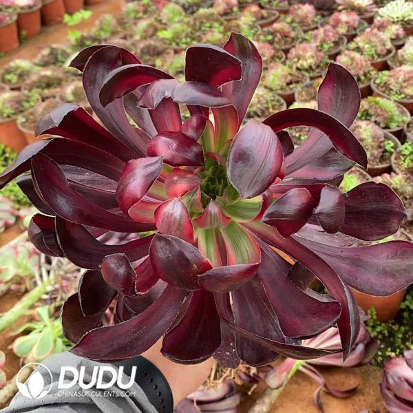 Aeonium Fireball - Image 1