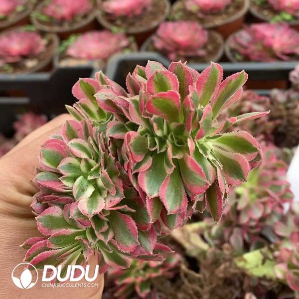 Aeonium Witch Cristata - Image 1