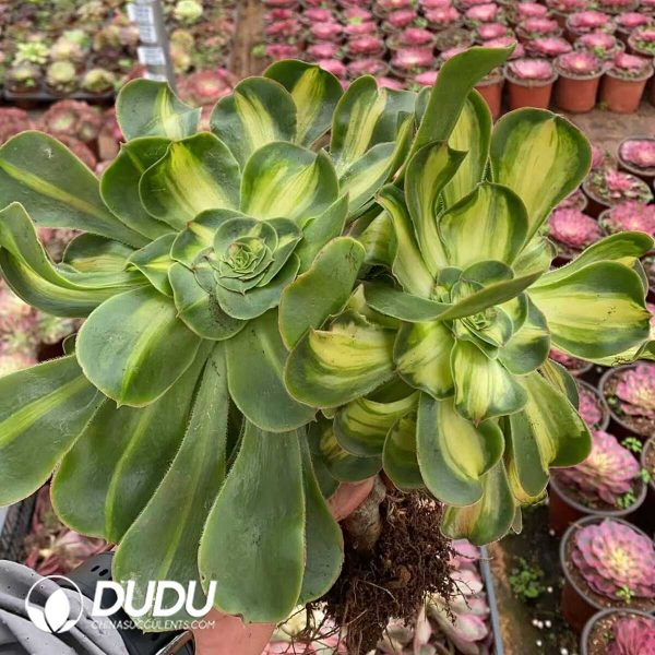 Aeonium Tyrant Clustering - Image 1