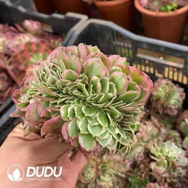 Aeonium Aquaman Cristata - Image 1