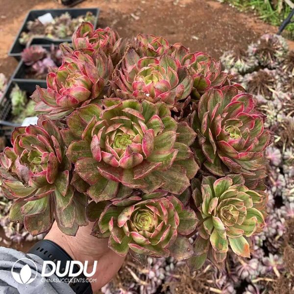 Aeonium New Product Grafting Clustering - Image 1