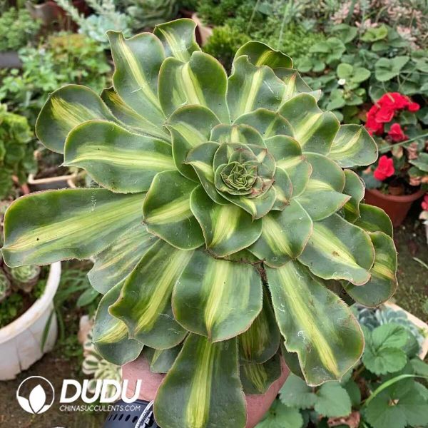 Aeonium Tyrant - Image 1