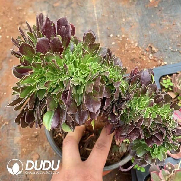 Aeonium Aurora Cristata - Image 1