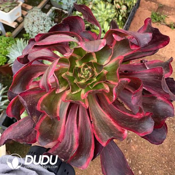 Aeonium Voodoo White Variegated - Image 1