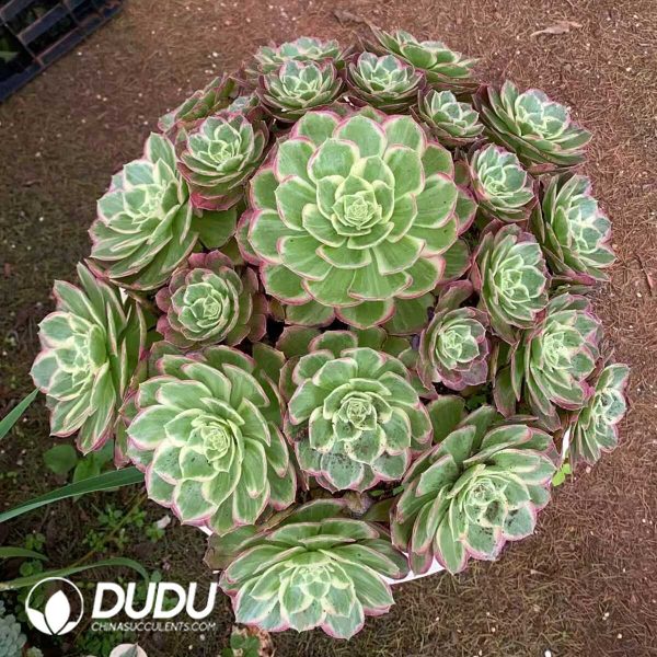 Aeonium Honey Peach Clustering - Image 1