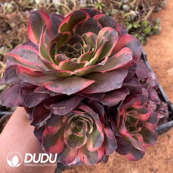 Aeonium Nafu Clustering - Image 1