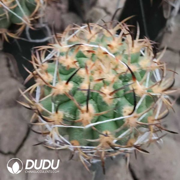 e201-19.jpg (Grafted)Eriosyce Ihotzkyanae - Image 1