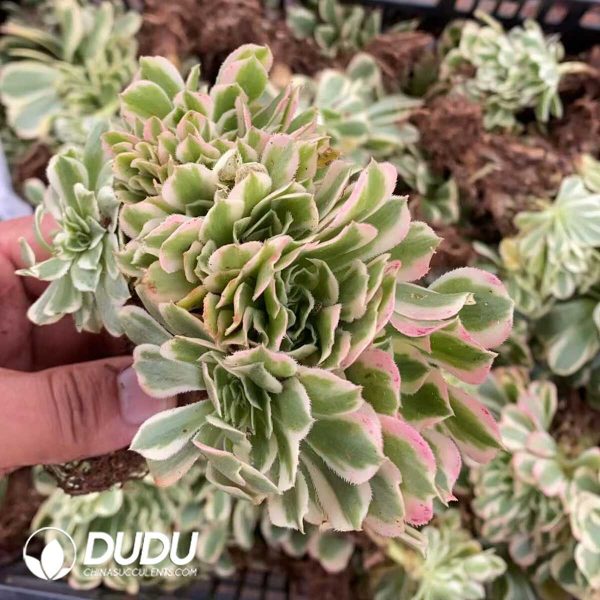 Aeonium Maybach Cristata - Image 1