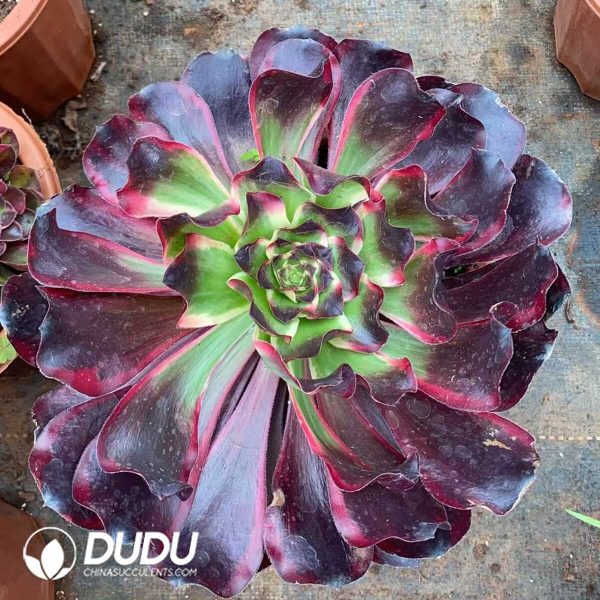 Aeonium Red Witch - Image 1