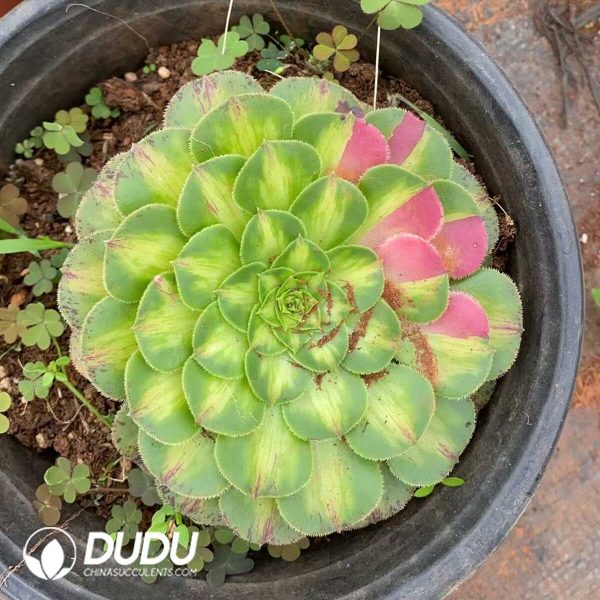 Aeonium Zhifou - Image 1