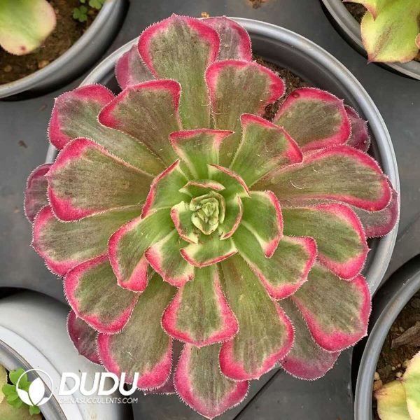 Aeonium White Moonlight - Image 1