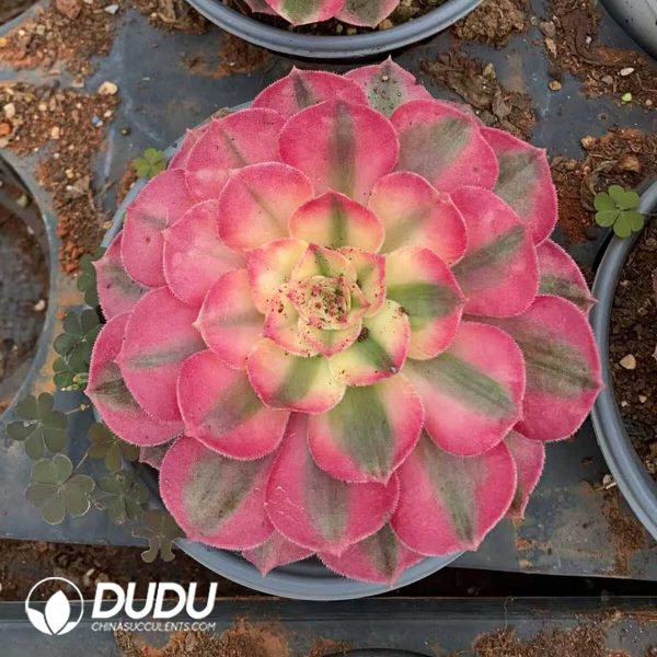 e201-195.jpg Aeonium Litchi - Image 1