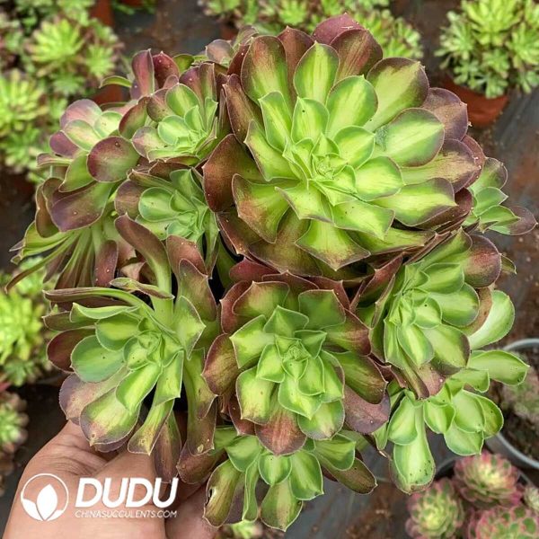 e201-196.jpg Aeonium Sunglow Cluster - Image 1