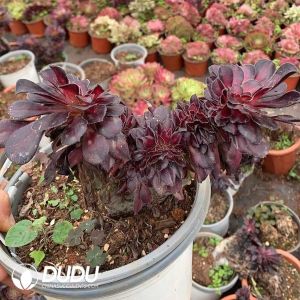 e201-197.jpg Aeonium Afterglow Cristata - Image 1