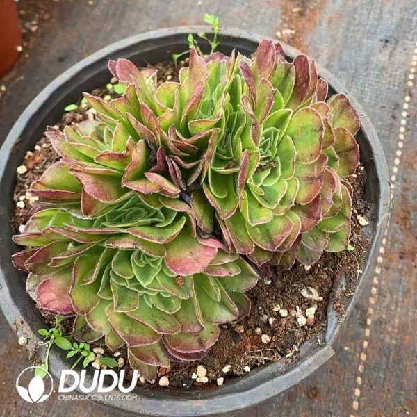 e201-198.jpg Aeonium Yuhe Cristata - Image 1