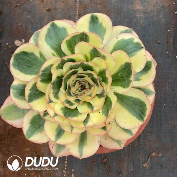 e201-199.jpg Aeonium Undulatum - Image 1