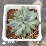 Pachyphytum Chong Lou Clustering