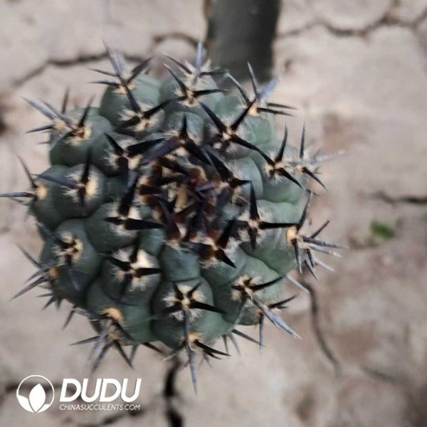 (Grafted)Gymnocalycium bodenbenderianum - Image 1