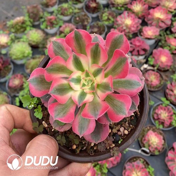 e201-200.jpg Aeonium Witch - Image 1