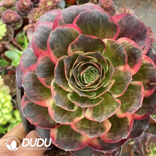 e201-201.jpg Aeonium Nafu - Image 1