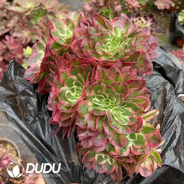 e201-203.jpg Aeonium Aquaman Cristata - Image 1