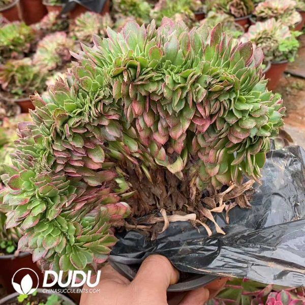 e201-204.jpg Aeonium Sea Nymph Cristata - Image 1