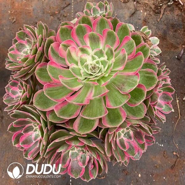 e201-205.jpg Aeonium Peacock Feather - Image 1