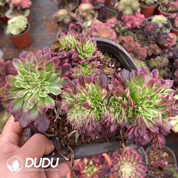 e201-206.jpg Aeonium The Goddess of Darkness Cristata - Image 1