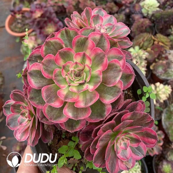 e201-207.jpg Aeonium God of The Sea Clustering - Image 1