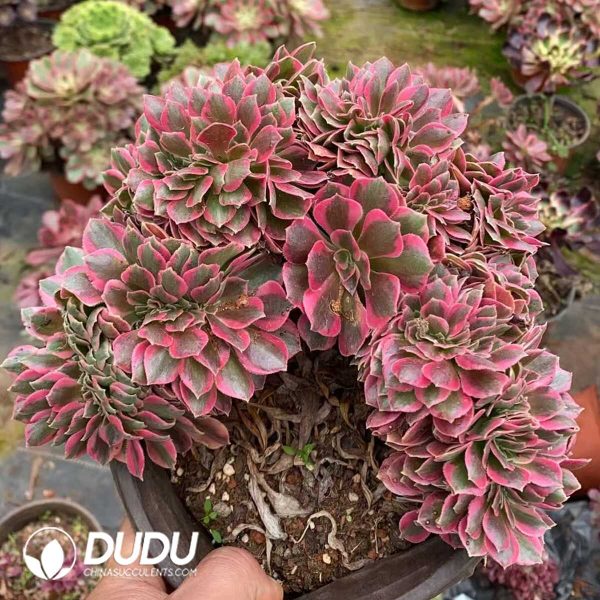 e201-208.jpg Aeonium Lady Cristata - Image 1