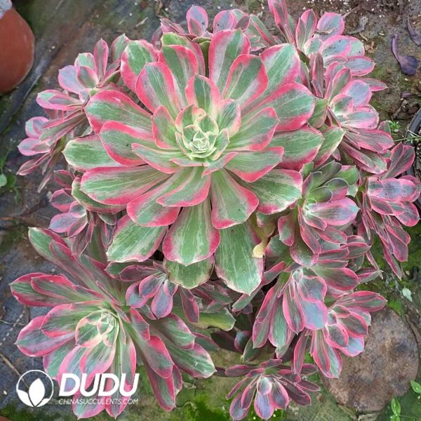 e201-209.jpg Aeonium Washing Silk Clustering - Image 1