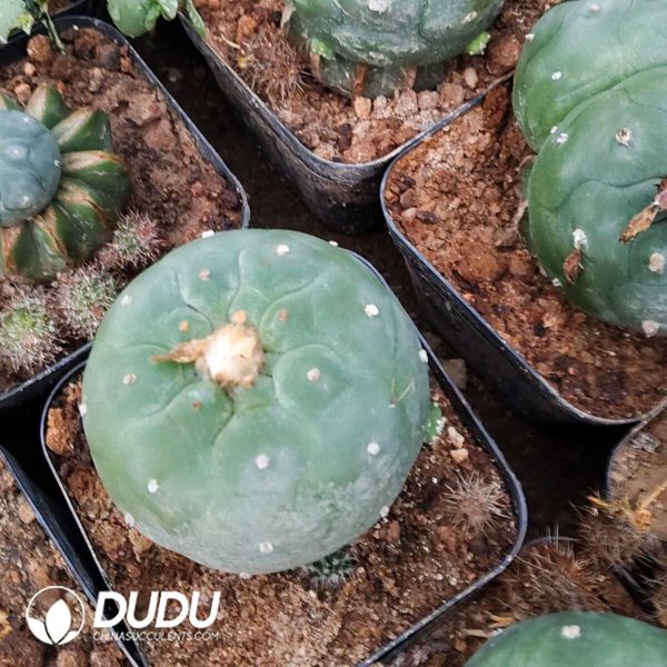 (Grafted)Lophophora fricii - Image 1