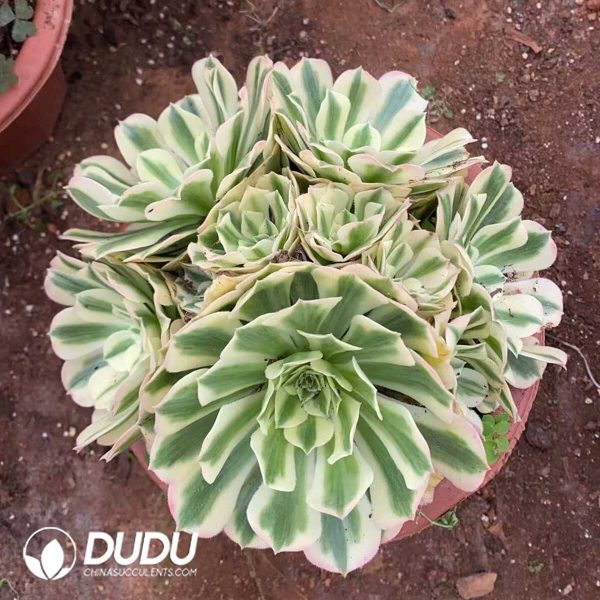 e201-210.jpg Aeonium Maybach Clustering - Image 1