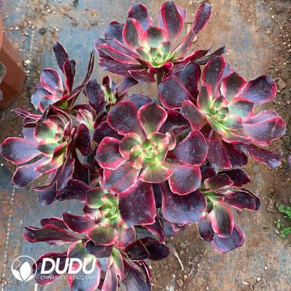 e201-211.jpg Aeonium Red Devil Girl Cutting Clustering - Image 1