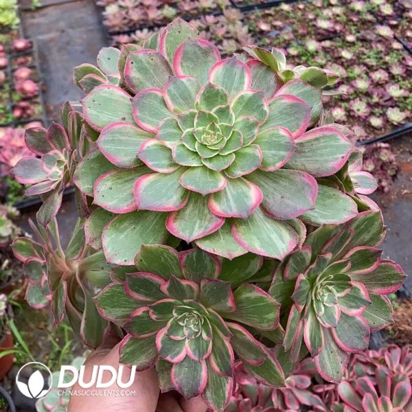 e201-212.jpg Aeonium Lotus Seat Clustering - Image 1