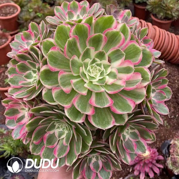 e201-214.jpg Aeonium Peacock Feather Clustering - Image 1