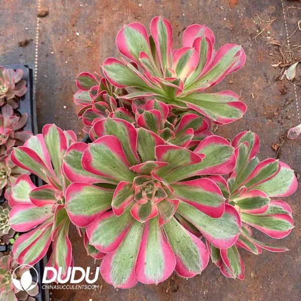 e201-215.jpg Aeonium Pink Lady Clustering - Image 1