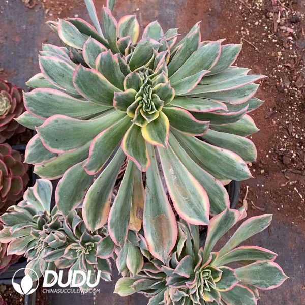 e201-216.jpg Aeonium Brilliant Cristata - Image 1