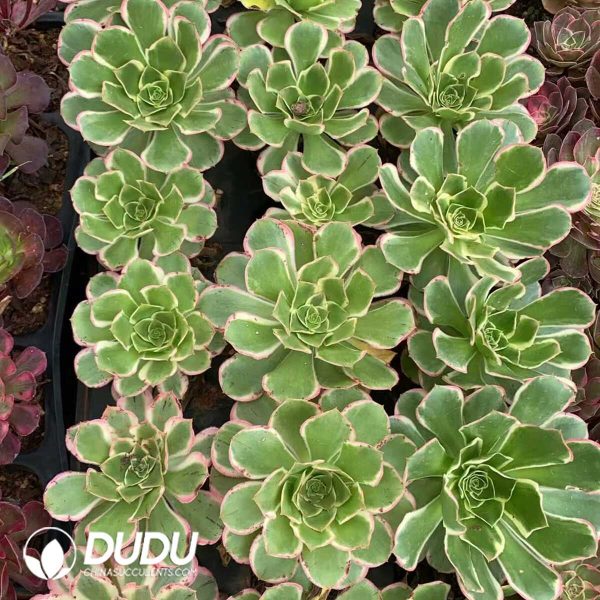 e201-217.jpg Aeonium Green Rose - Image 1