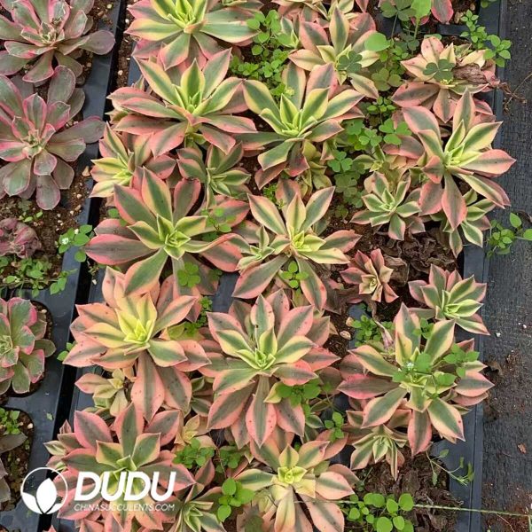 e201-218.jpg Aeonium Maple Leaf - Image 1