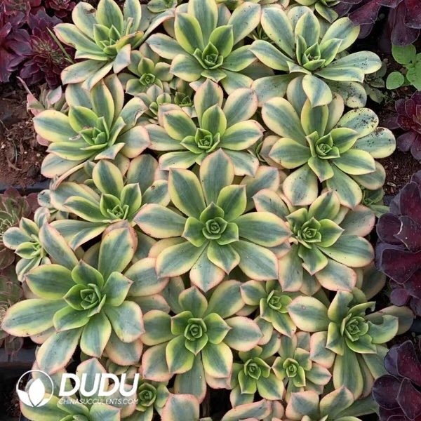 e201-219.jpg Aeonium Starburst - Image 1