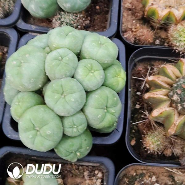 (Grafted)Lophophora fricii Tufted Peyote - Image 1